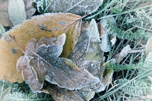 葉や草霧氷で覆われています。 — ストック写真