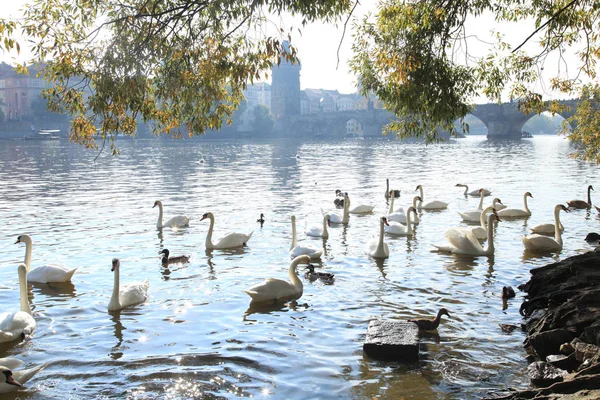 Kuğular doğum vltava Nehri Prag, Çek Cumhuriyeti. — Stok fotoğraf