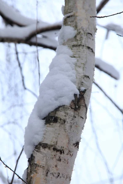 Tronco de abedul blanco, cubierto de nieve —  Fotos de Stock