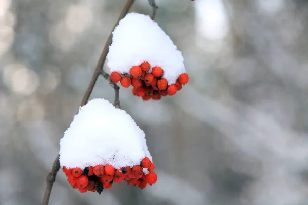 Red trossen van rowan boom bedekt met sneeuw — Stockfoto