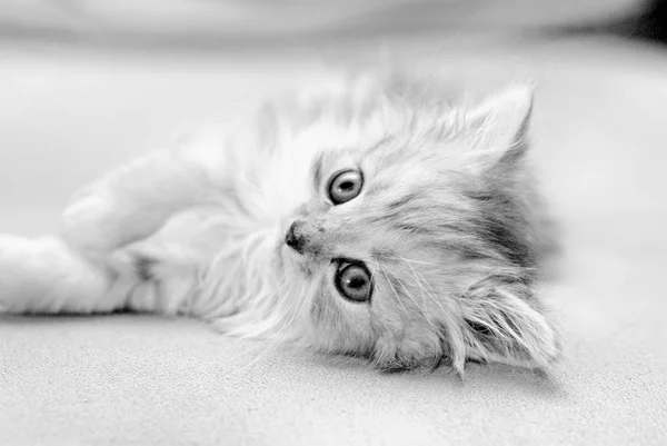 Klein katje, zwart-wit afbeelding — Stockfoto