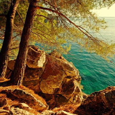 Turkuaz Adriyatik Denizi ve çam ağacı, Hırvatistan