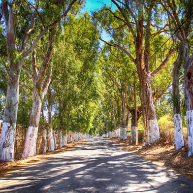  okaliptüs ağaçları bir ülke yolda sokak 