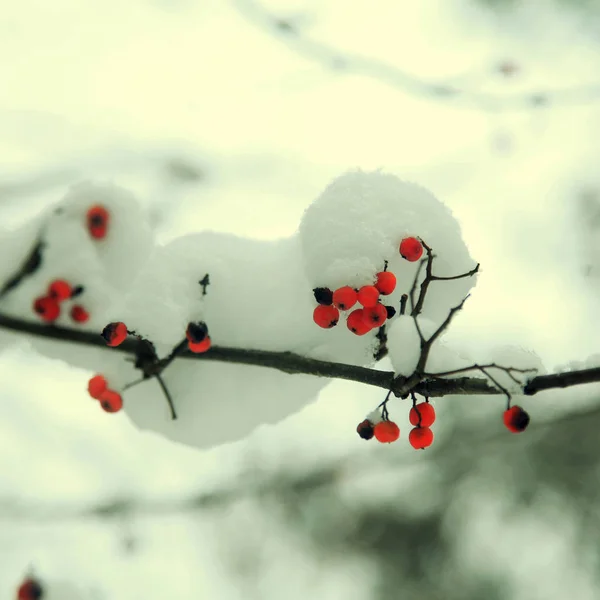 Albero di Rowan nella neve — Foto Stock