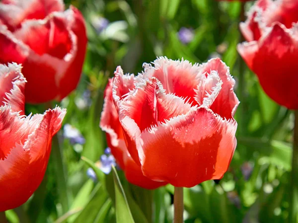 Terry fringed red tulip — Stock Photo, Image