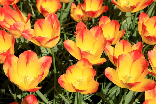 Primer plano de tulipanes coloridos en primavera —  Fotos de Stock