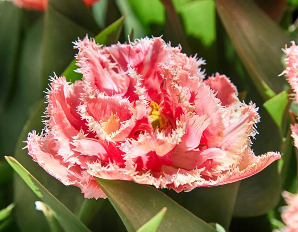 Terry frędzlami pink tulip — Zdjęcie stockowe