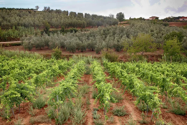 Krajobraz z winnicami i drzewami oliwnymi w Toskanii, Włochy — Zdjęcie stockowe
