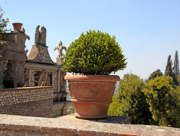 Summer view with terrace and ornate flower pot with boxwood, Italy — Stock Photo, Image