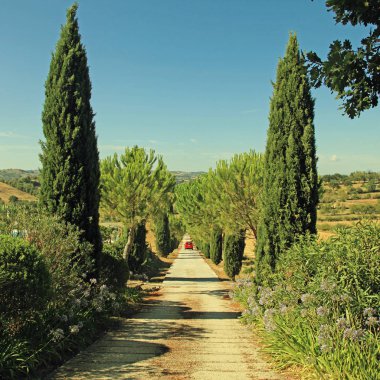 Tuscany kırsal köy yolunda Selvi ve PIN ile kaplı ile