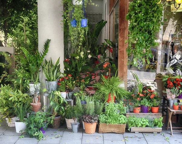 Plantas e flores em vasos perto da entrada florista loja — Fotografia de Stock