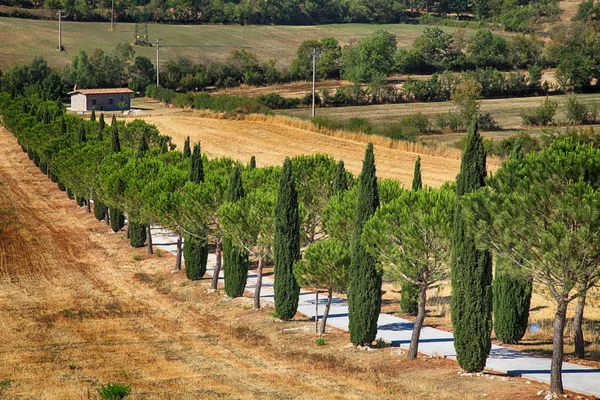 Rangées de pins et de cyprès et route de campagne, Toscane, Italie — Photo