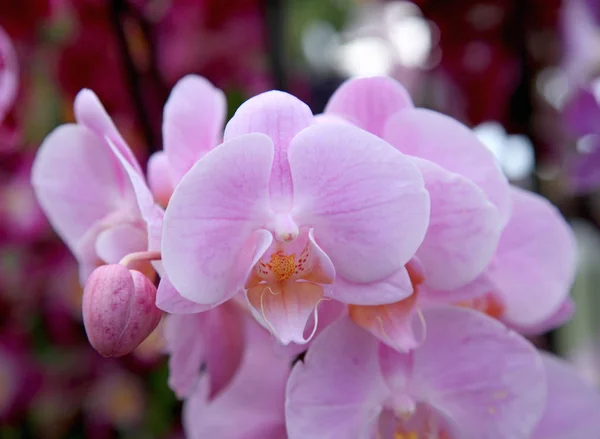 Růžová orchidej květina zavřít — Stock fotografie