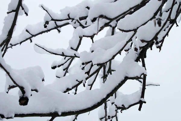 Rami invernali di alberi con neve — Foto Stock