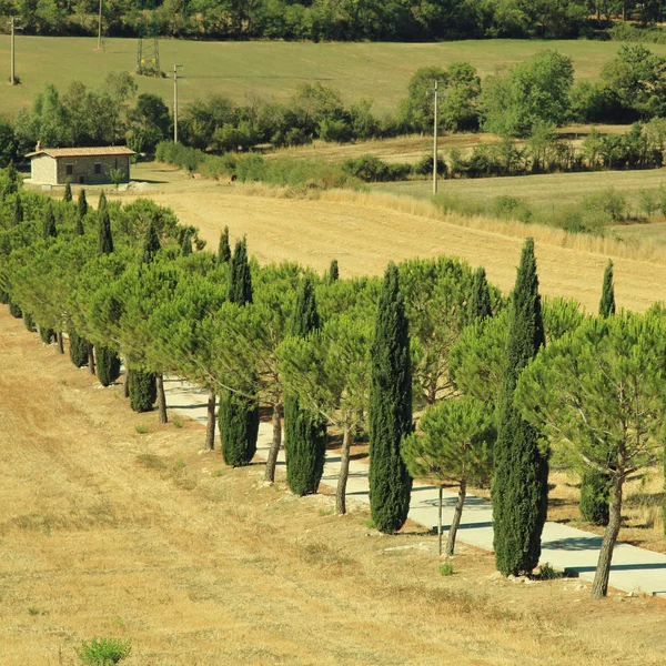 Pino e cipressi filari e strada di campagna, Toscana, Italia — Foto Stock