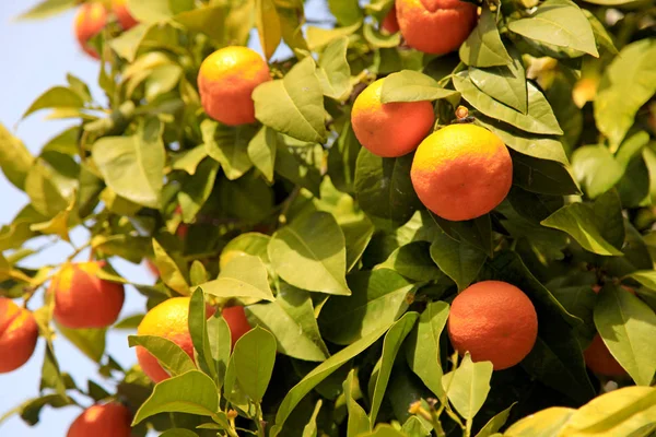Branches with the fruits of the tangerine trees — Stock Photo, Image