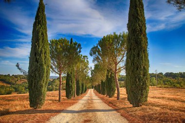Çam ve selvi ağaçları satır ve ülke road, Toskana, İtalya