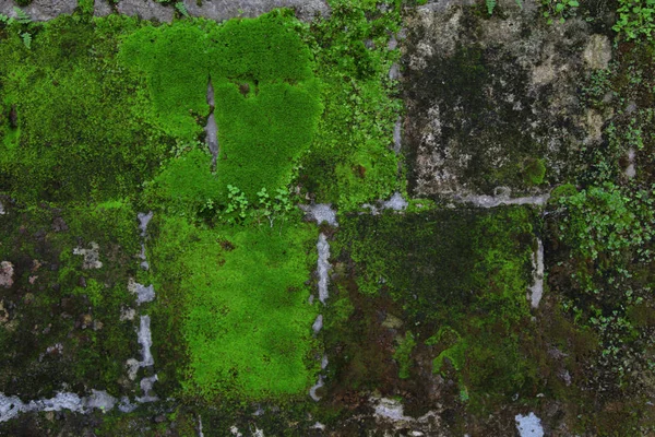 Vecchio muro di pietra con muschio e licheni — Foto Stock