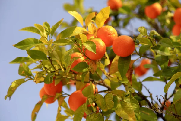 Ώριμα πορτοκάλια πάνω στο δέντρο — Φωτογραφία Αρχείου