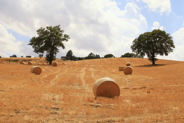 Viele runde Heuhaufen auf trockenem gelben Feld auf Hügeln, Toskana, Italien — Stockfoto