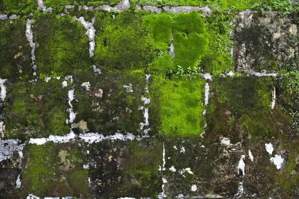 Viejo muro de piedra con musgo y liquen —  Fotos de Stock