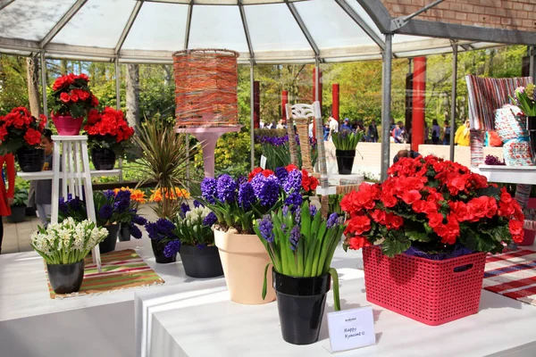 Flores de primavera de colores floreciendo en casas verdes de Keukenhof, Países Bajos —  Fotos de Stock