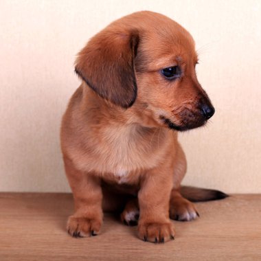 bir dachshund, güzel köpek yavrusu
