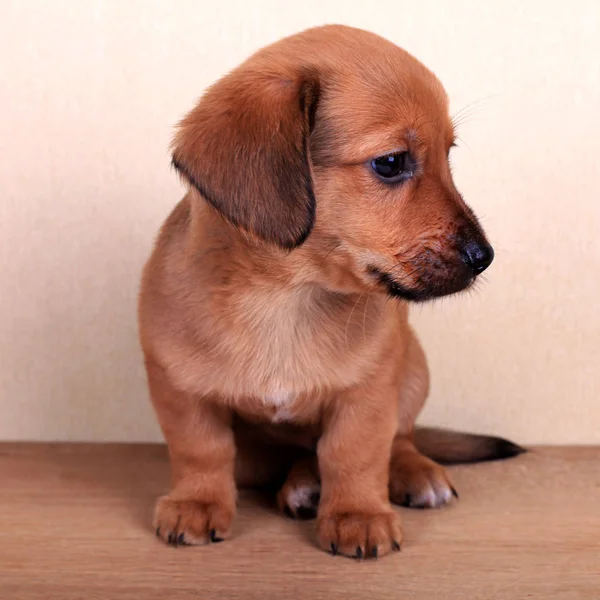 Beautiful puppy of a dachshund — Stock Photo, Image