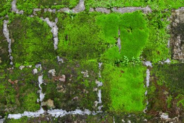 Yosun ve yosunlu eski taş duvar