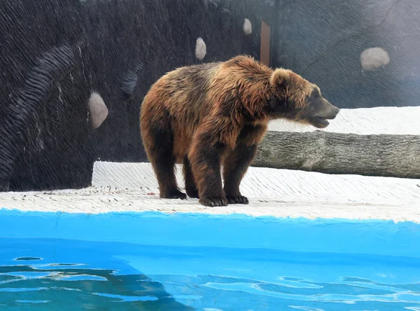 Brown bear in the zoo pool — Stock Photo, Image