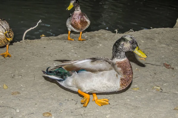 Espécime Pato Selvagem Andando Chão — Fotografia de Stock