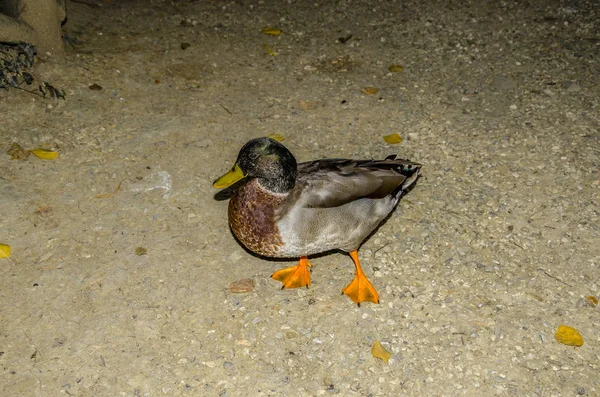 Exemplar Einer Wildente Auf Dem Boden — Stockfoto