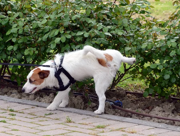 Cute Dog Raises Paw Pee Flower Bed — Stock Photo, Image