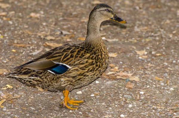 Espécime Pato Selvagem Andando Chão — Fotografia de Stock