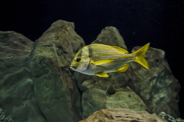 Seabed with striped yellow fish swimming