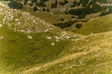 Otlayan ineklerle dolu dağ manzarası