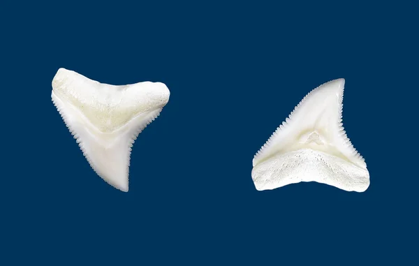 Köpekbalığı Dişleri ayrıntılı