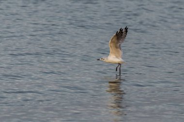denizin üzerinde uçan güzel martı
