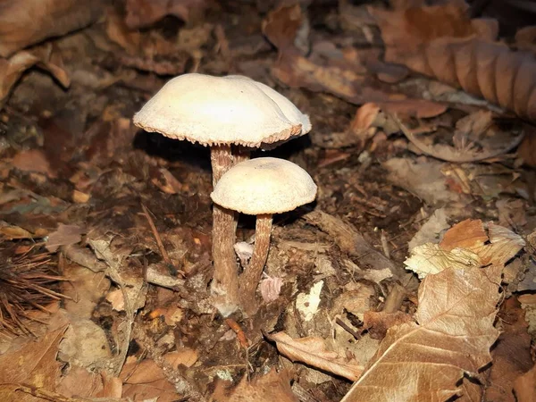 Vue Sous Bois Automnal Aux Champignons — Photo