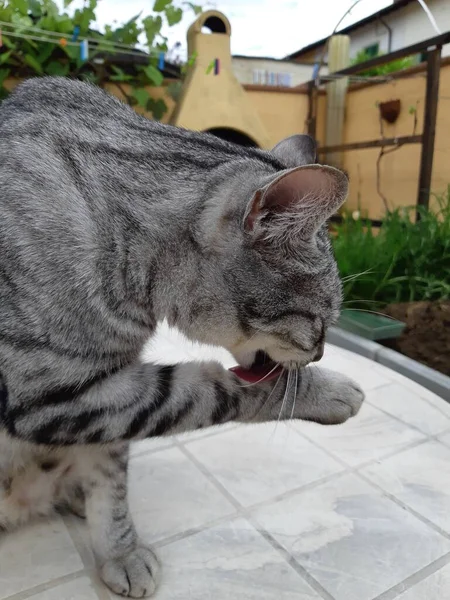 猫の足を舐める国内猫のクローズアップ — ストック写真