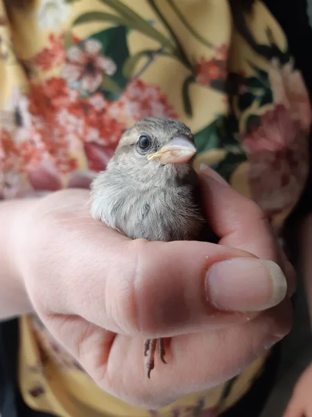 Liten Sparv Kramad Kvinnlig Hand — Stockfoto