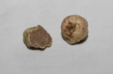 Ön planda güzel beyaz yer mantarı örneği