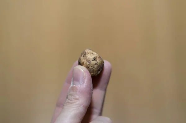 Specimen White Truffle Foreground One Hand — 스톡 사진