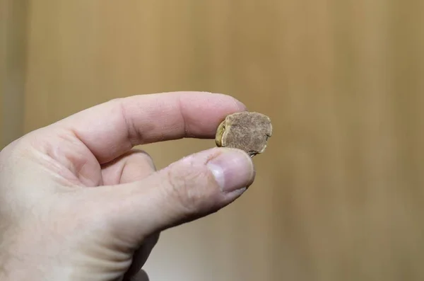 Espécime Trufa Branca Primeiro Plano Numa Mão — Fotografia de Stock