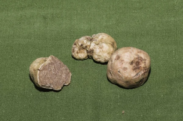 Group of fine white truffles in the foreground