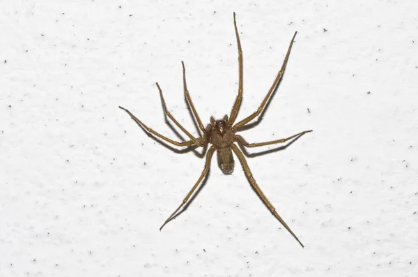 Ev duvarları içinde keman örümceği örneği