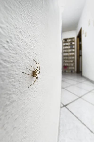 Espécimen Araña Violín Dentro Las Paredes Del Hogar — Foto de Stock