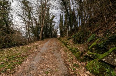 Ormanda güzel bir patika