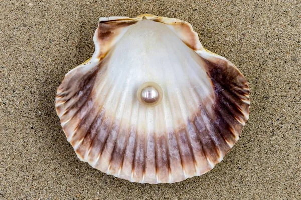 Shell Beautiful Pearl — Stock Photo, Image