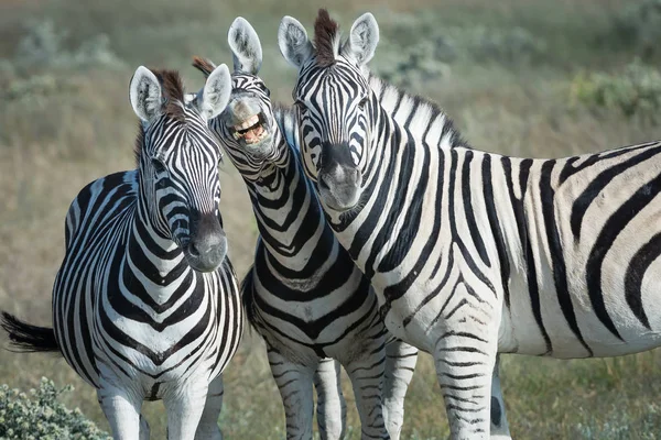 Três Zebras Rindo — Fotografia de Stock